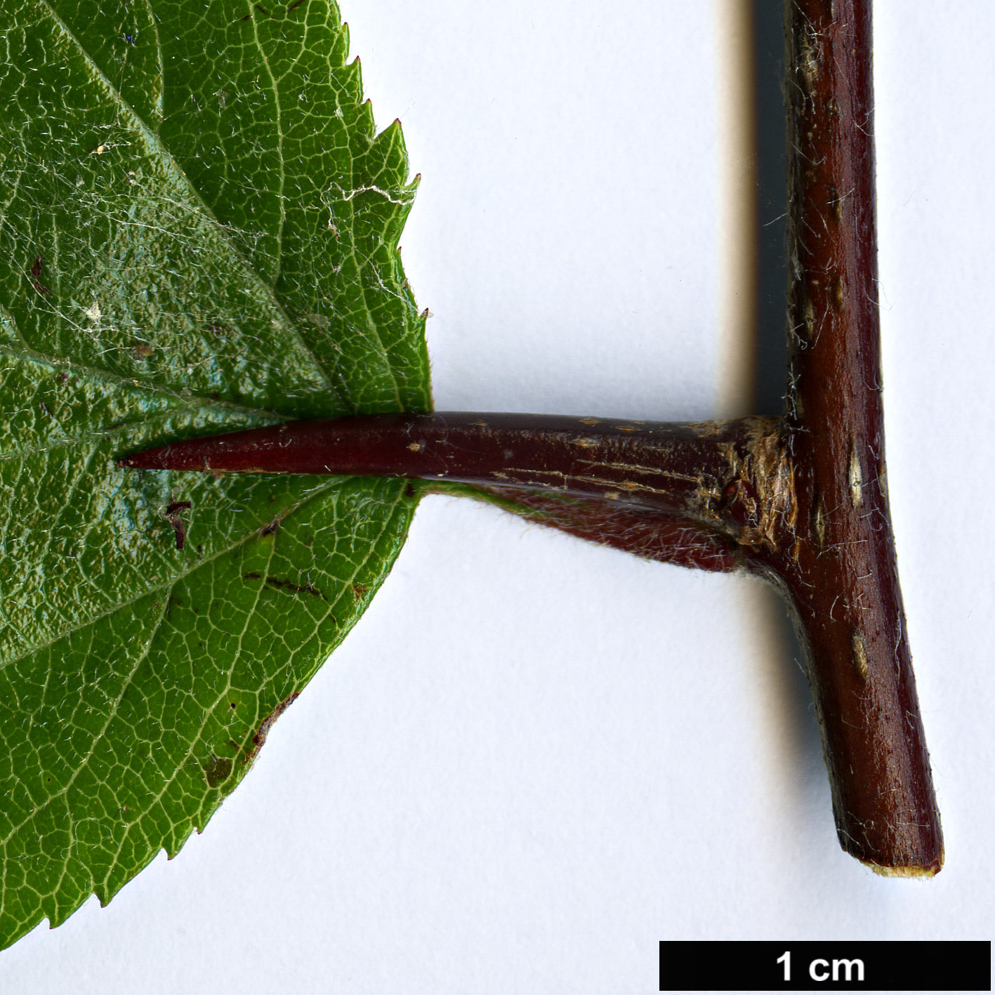 High resolution image: Family: Rosaceae - Genus: Crataegus - Taxon: greggiana - SpeciesSub: var. pepo